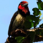 Black Collared Barbet 2 - Hluhluwe