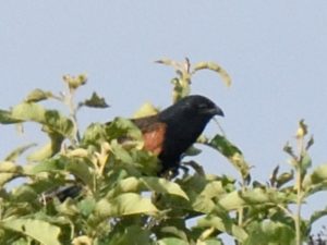 Black Coucal - Harare