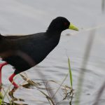 Black Crake - Hluhluwe