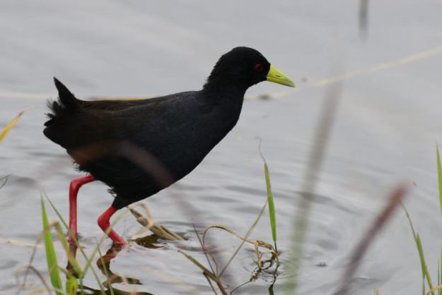 Black Crake - Hluhluwe