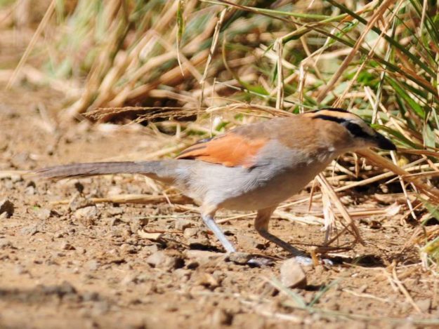 Black Crowned Tchagra - Hluhluwe