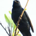 Black Cuckoo Shrike - Dwangwa