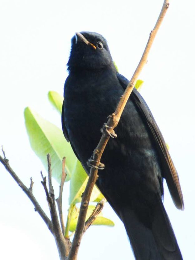Black Cuckoo Shrike - Dwangwa