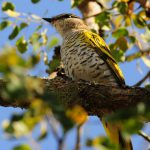 Black Cuckoo Shrike Female - Hlane