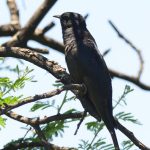 Black Cuckoo - Spioenkop