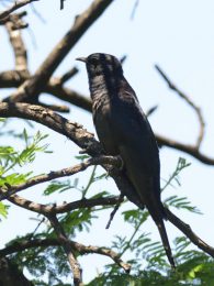 Black Cuckoo - Spioenkop