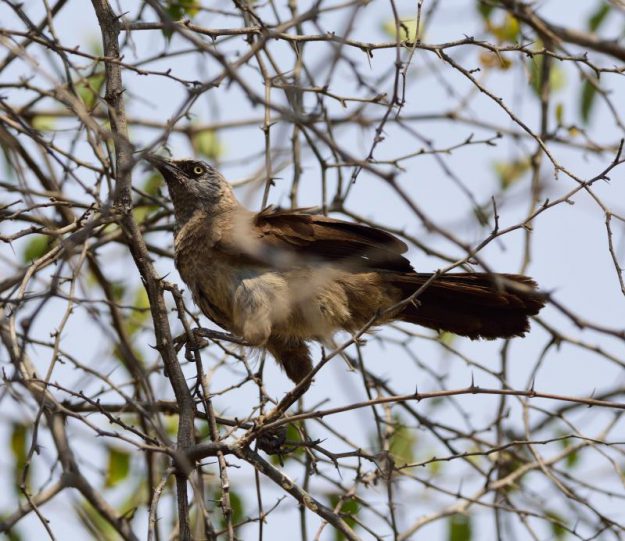 Black-Faced Babbler