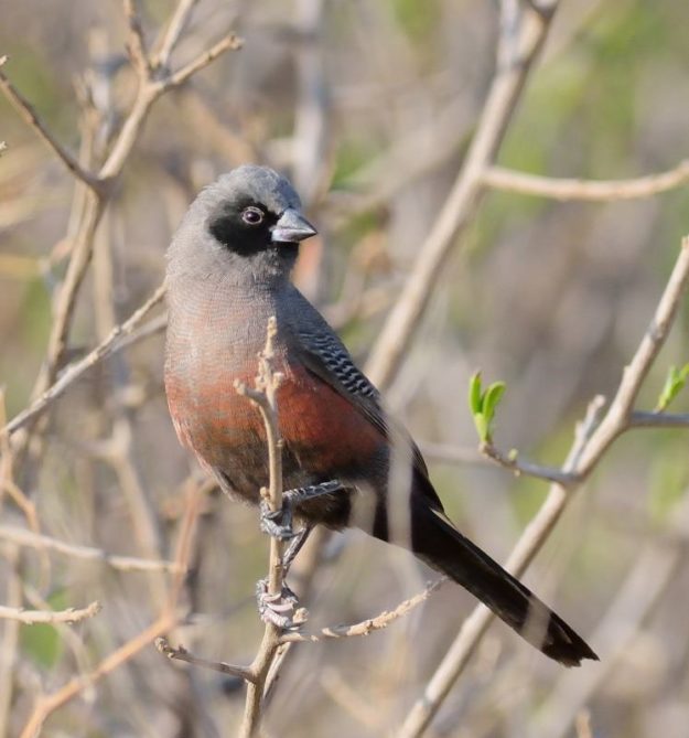 Black-Faced Waxbill - Nietverdiend