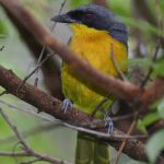 Black-Fronted Bush Shrike - Honde Valley