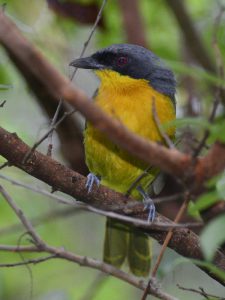 Black-Fronted Bush Shrike - Honde Valley