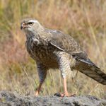 Black Harrier Juvenile - Naudesnek