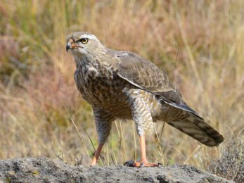 Black Harrier Juvenile - Naudesnek