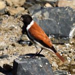 Black-Headed Canary - Kagga Kamma