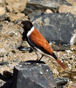 Black-Headed Canary - Kagga Kamma