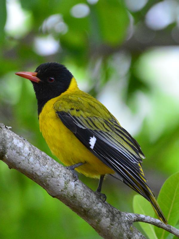 Black-Headed Oriole - Addo