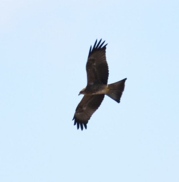 Black Kite - Ruacana