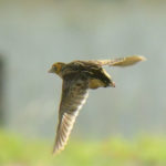 Black Rumped Buttonquail Adult - Rio Savanne Mozambique