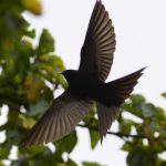 Black Saw-wing Swallow - Hluhluwe