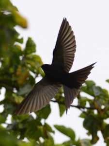 Black Saw-wing Swallow - Hluhluwe
