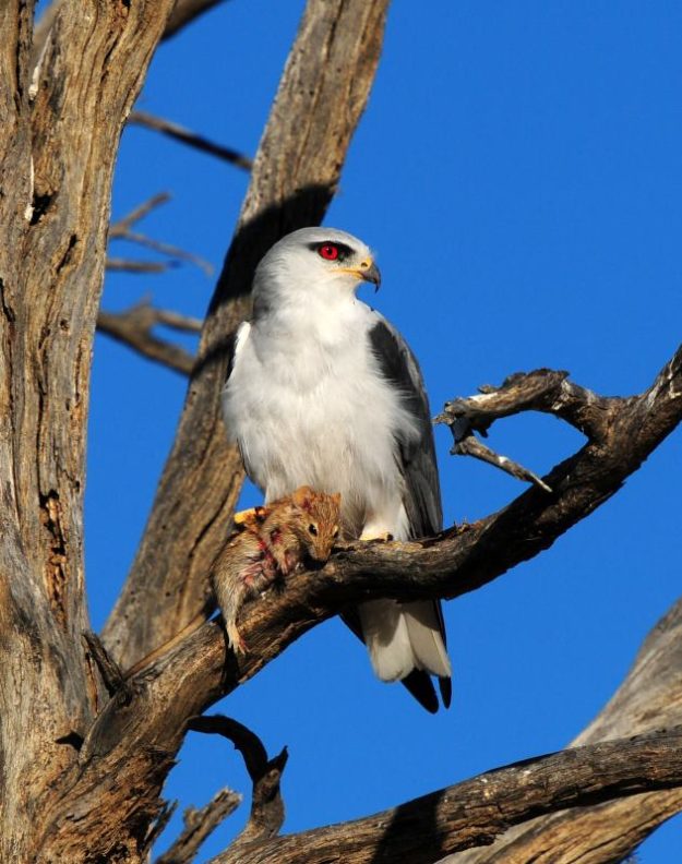 Black-Shouldered Kite - Kgalagadi