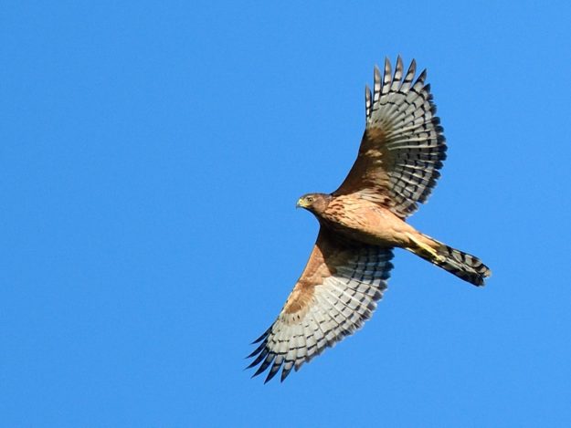 Black Sparrowhawk - Harare