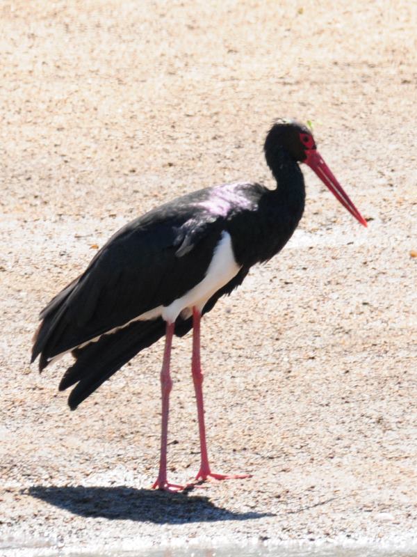 Black Stork - Kruger