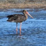 Black Stork - Ncyiba Pans