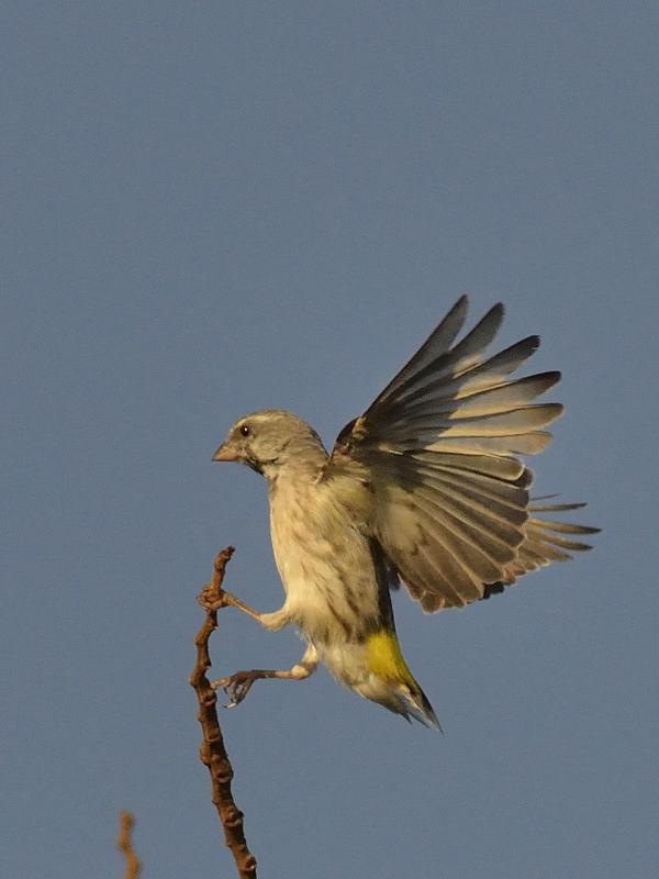 Black-Throated Canary - Chobe