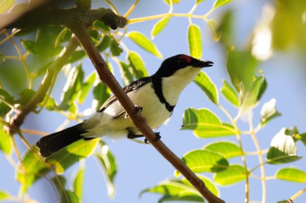 Black-Throated Wattle eye - Chidenguele