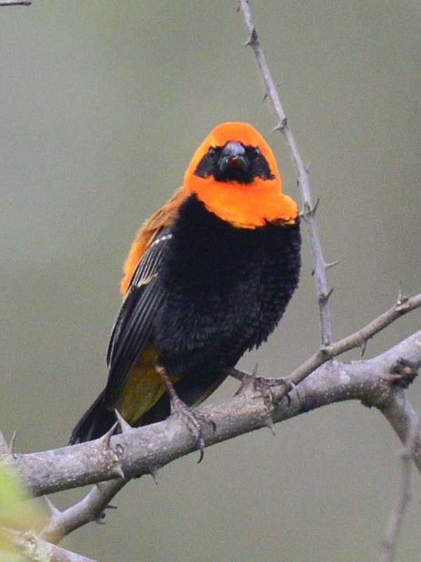 Black-Winged Bishop - Burma Valley