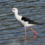 Black-Winged Stilt - Ndumo