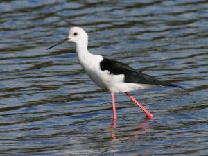 Black-Winged Stilt - Ndumo