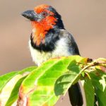 ck-Collared Barbet - Amanzimtoti