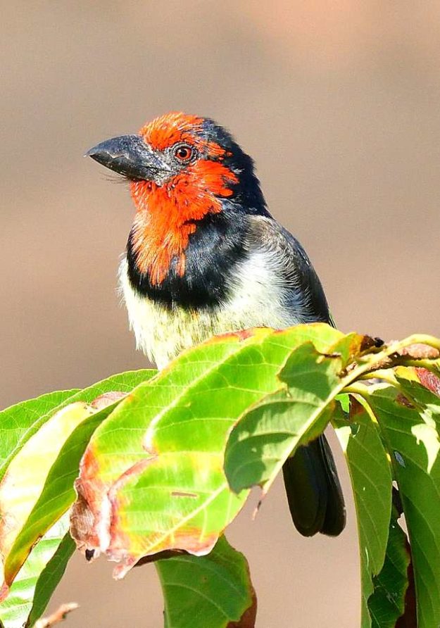 Black-Collared Barbet - Amanzimtoti