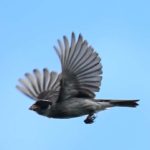 Black-eared Seedeater - Harare