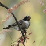 Black-eared Seedeater 2 - Harare