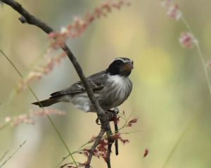 Black-eared Seedeater - Harare 2