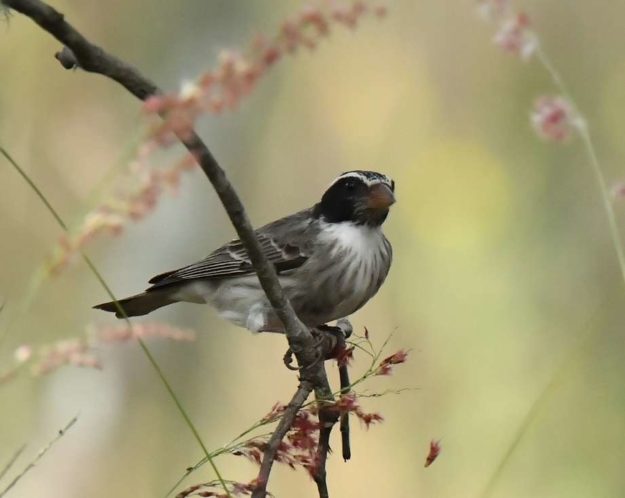 Black-eared Seedeater - Harare 2