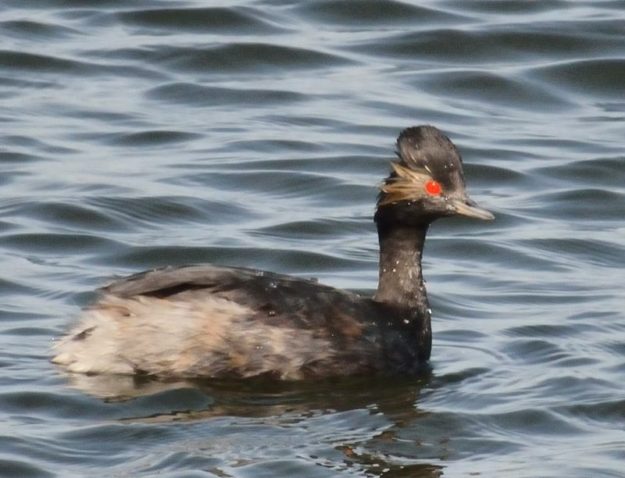 Black-necked Grebe - Strandfontein Sewerage Works