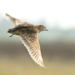 Black-Rumped Buttonquail Adult - Male Rio Savanne Mozambique