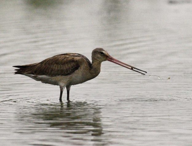 Black-tailed Godwit - Stanger