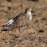 Black-winged Lapwing - Tala