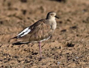 Black-winged Lapwing - Tala