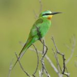 Blue Cheeked Bee-eater - St Lucia