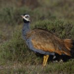 Blue Korhaan - Mountain Zebra Park