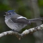 Blue-Mantled Flycatcher - Heidelberg