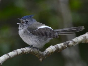 Blue-Mantled Flycatcher - Heidelberg