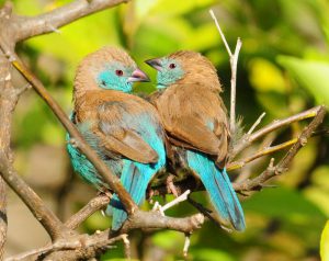 Blue Waxbill - Dwangwa