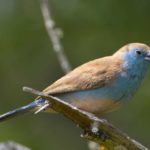 Blue Waxbill - Tembe