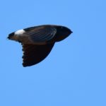 Bohms Spinetail Adult - Panda Mozambique